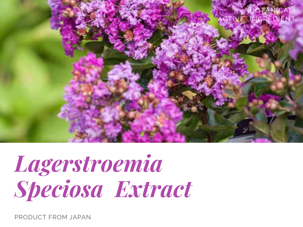 Lagerstroemia Speciosa Extract สารสกัดจากใบอินทนิลน้ำ อุดมด้วยสารต้านอนุมูลอิสระ ช่วยผิวหน้ากระจ่างใส